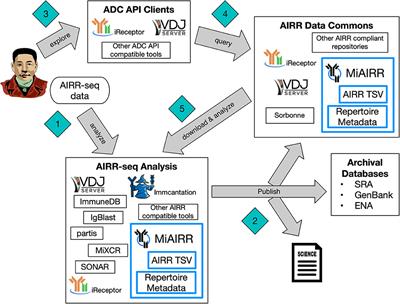 The ADC API: A Web API for the Programmatic Query of the AIRR Data Commons